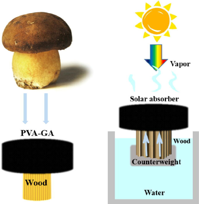 'A self-floating and integrated bionic mushroom for highly efficient solar steam generation',  C Wang et al, 2022