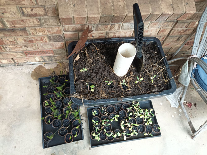 Seedling system with Tuff Box in the perfect place - sunlight and bricks radiating heat on the North face