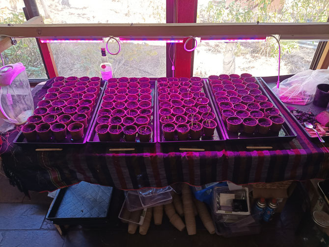 Mediterranean perennial seeds in their biodegradeable pots and flooded microgreens trays - some still germinating and and some growing