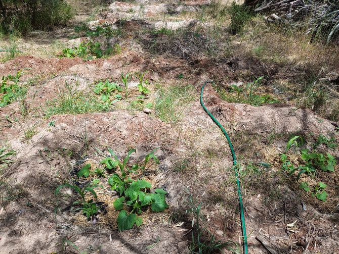 The seedlings have now established themselves - just need to water them every 3 days if no rain. Photo taken on 10/11/2021