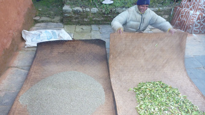 Hemp seed (left) and beans (right) in Nepal. Integrated as a traditional polyculture system.