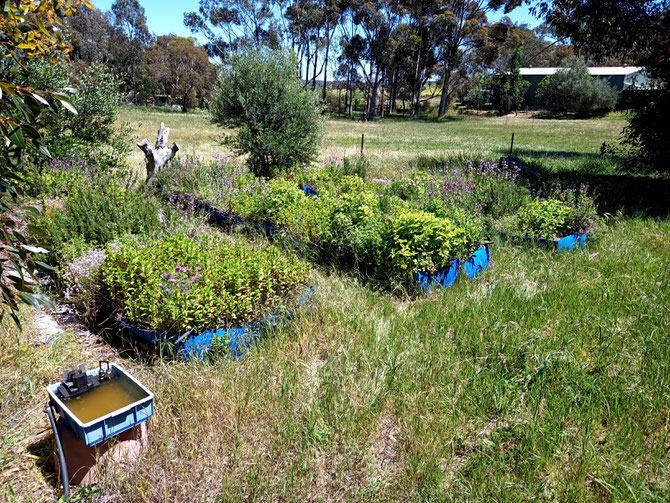 PKG 3 years on - very well established. The UMIC valve failed but the irrigation system still works in manual mode