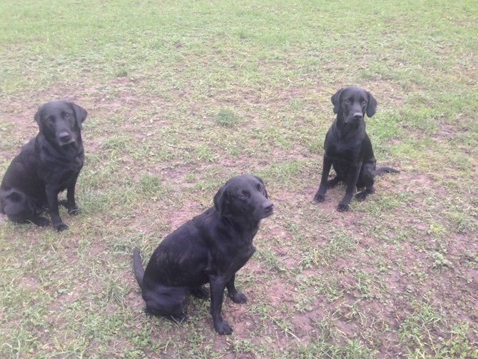 V.li. n. re. Emily, Polly und Frodo am Heiligabend in den Mainauen.