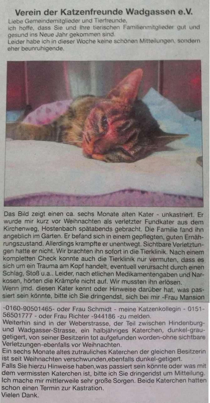 Catsitting Saarland - Die Katzenfrau - Mobile Katzenbetreuung - Catsitter mit Herz