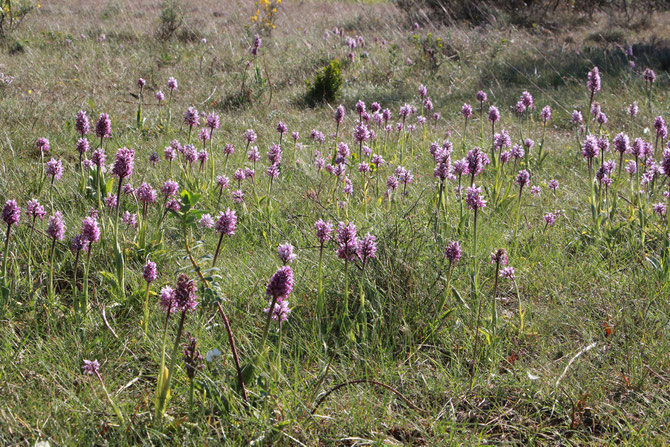 TAPIS D'ORCHIS