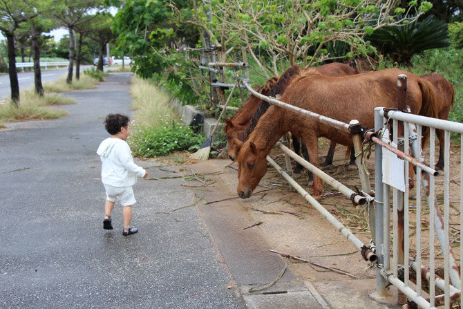 宮古島　宮子馬