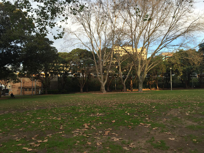 秋の夕暮れ時、セントラル駅近くの公園