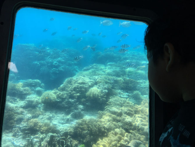 宮古島　シースカイ博愛　海中散歩　ウミガメ