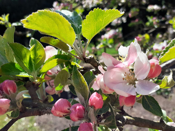 Liebe Deine Weiblichkeit