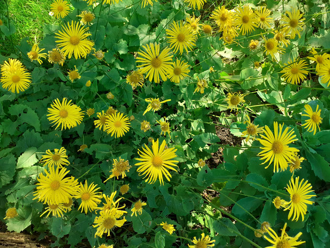 Intuitive Aufstellung "Selbstannahme"