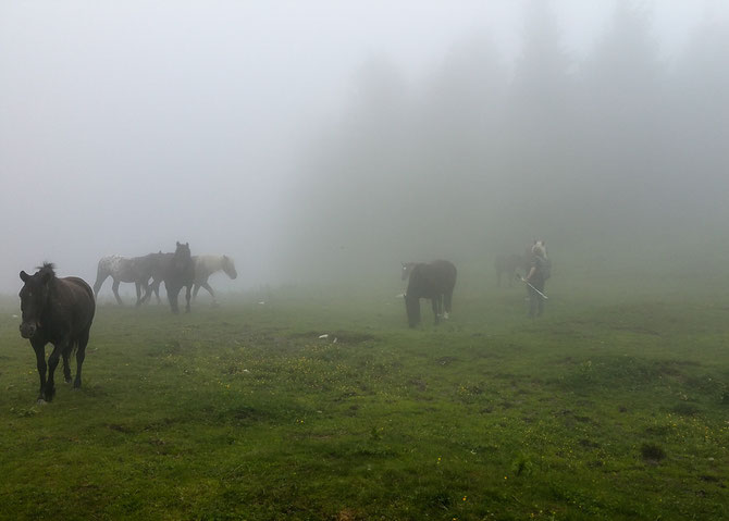 Wie Geister aus dem Nebel