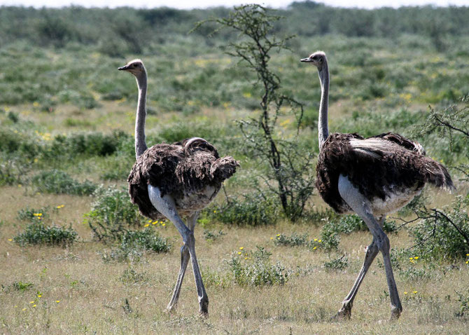 Der größte Vogel der Welt: Der Strauß