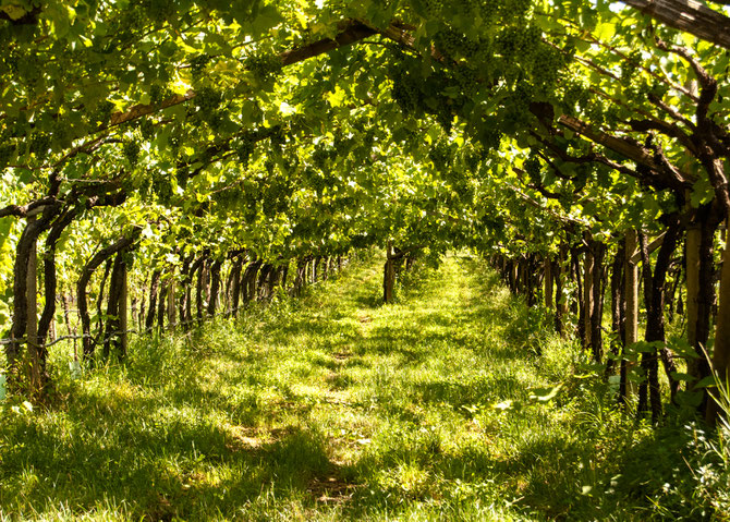 Weinberge entlang des Choleraweges