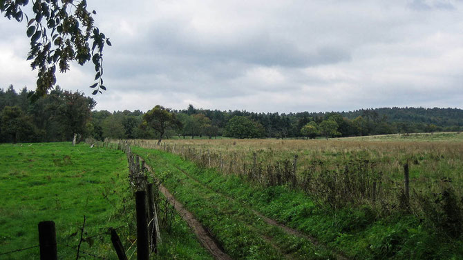 Abwechslungsreich. Wald. Wiesen. Felder. Ausblicke.
