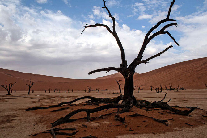 500 Jahre alte, vertrocknete Kameldornbäume im Deadvlei