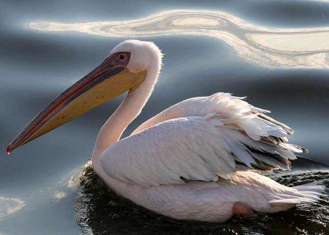 Nicht nur Pelikane begleiten uns auf unserer Bootstour durch die Lagune von Walvis Bay