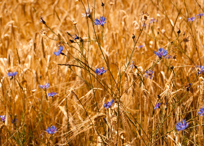 Kornblumen.