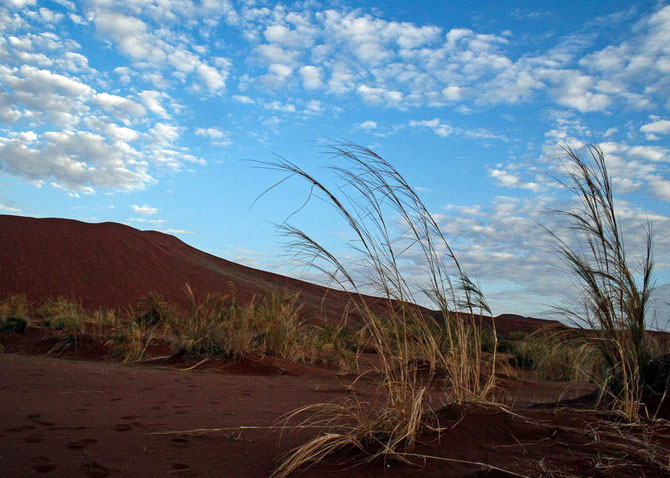 Ganz früh morgens in der Namib
