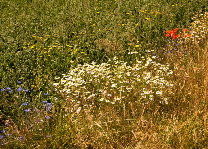 Korblumenblau. Weiß. Rot. Gelb. Grün.