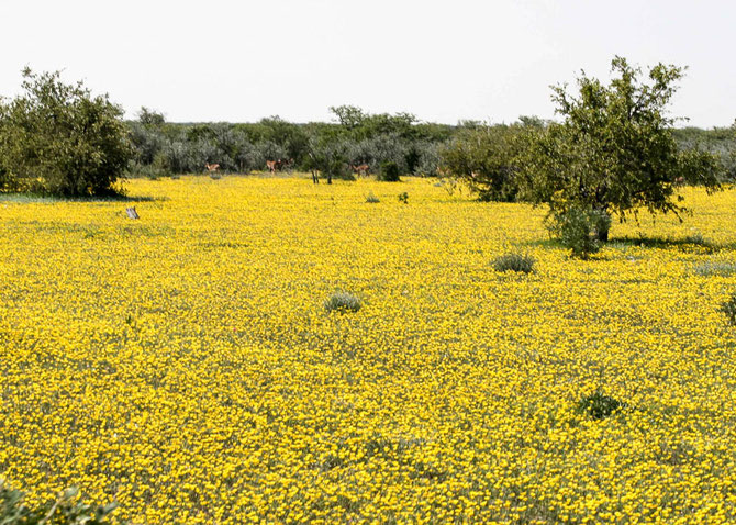Etosha Nationalpark