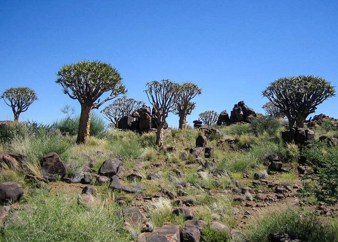 Der Köcherbaumwald bei Keetmanshoop