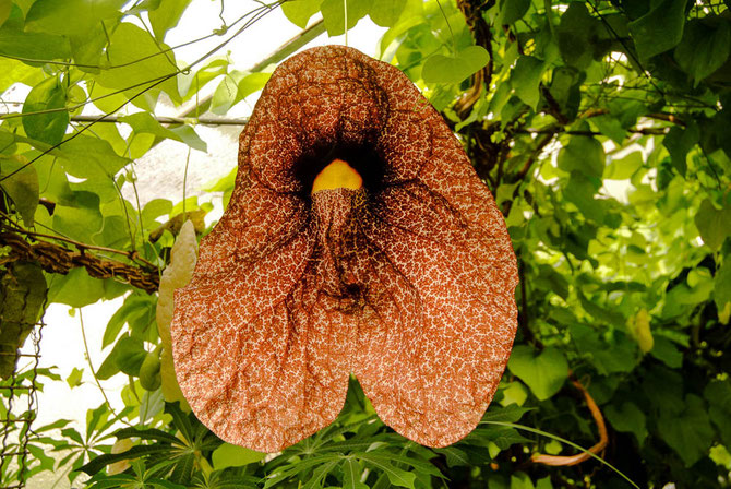 Pfeifenblume (Aristolochia gigantea)