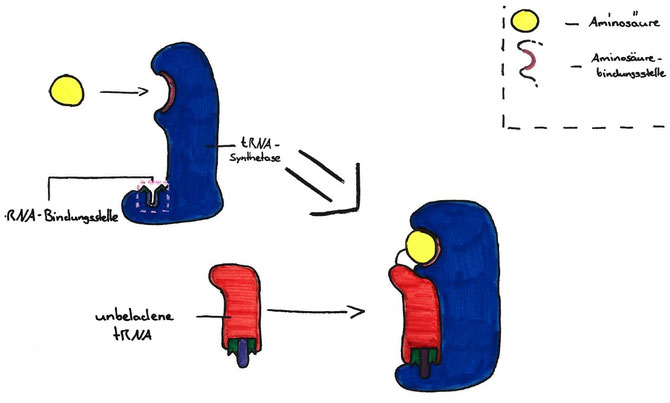 Wie läuft die Translation bei der Proteinbiosynthese ab? - Bio einfach ...