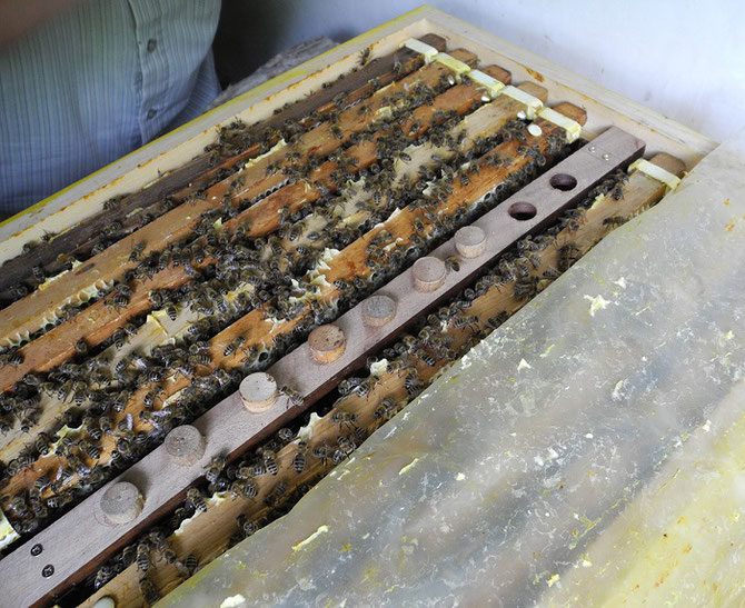 Zuchtrahmen, Bienenzuchtverein Merkstein, Bienen Merkstein, Bienen Aachen, Bienenverein Merkstein, Bienenverein Aachen, Biene, Bienen, Merkstein