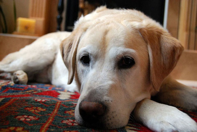 Der Hund macht kleine Pause - Foto Pixabay