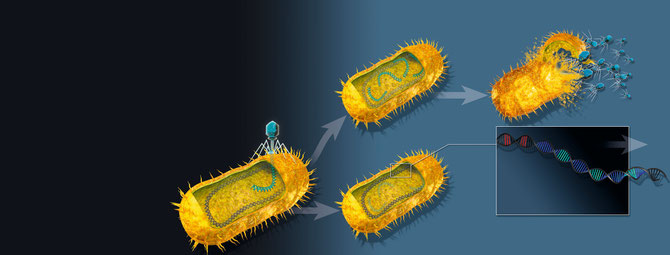 Bacteriophage infection with and without CRISPR