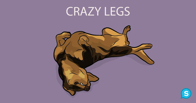 Position In Welcher Dein Hund Schlaft Zeigt Wer Er Ist Dreamdancervomnahetal