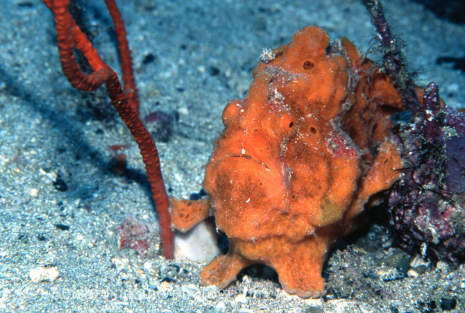 水中マクロ撮影　イロカエルアンコウ