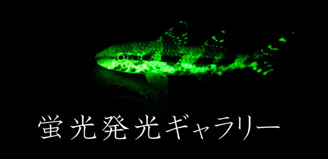 蛍光発光フローダイビング（Fluo）水中撮影ギャラリー