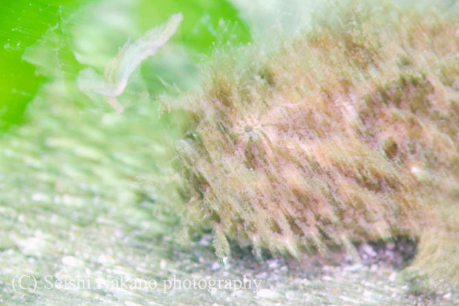 水中写真のスローシャッター表現　カエルアンコウの餌探し