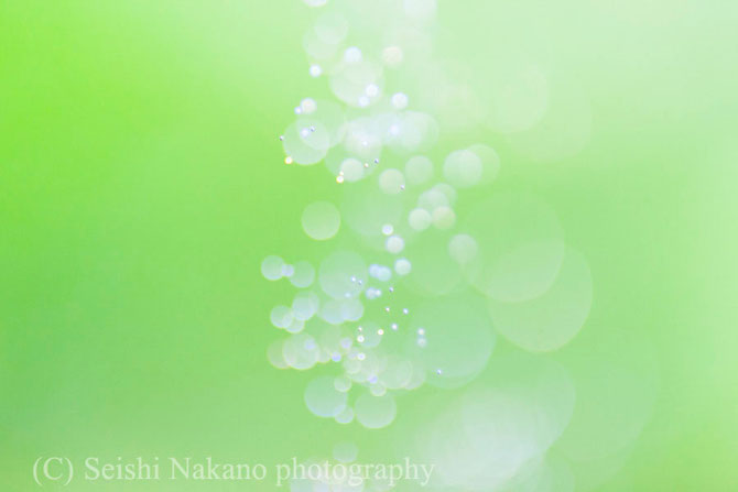 泡メルヘン写真　緑の水草をバックに酸素気泡を撮影