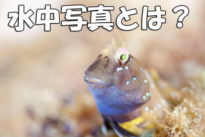 水中写真とは？　イメージ写真
