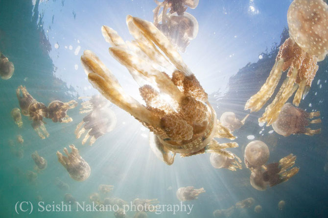 水中写真ガイド　タコクラゲ写真