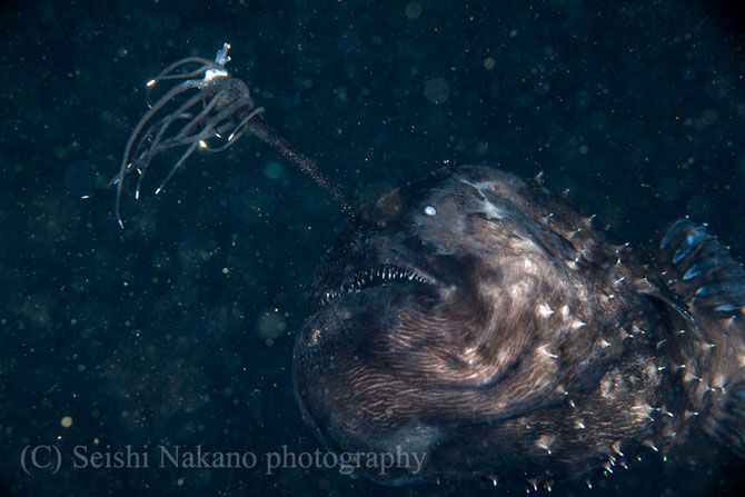 深海魚チョウチンアンコウ　一期一会