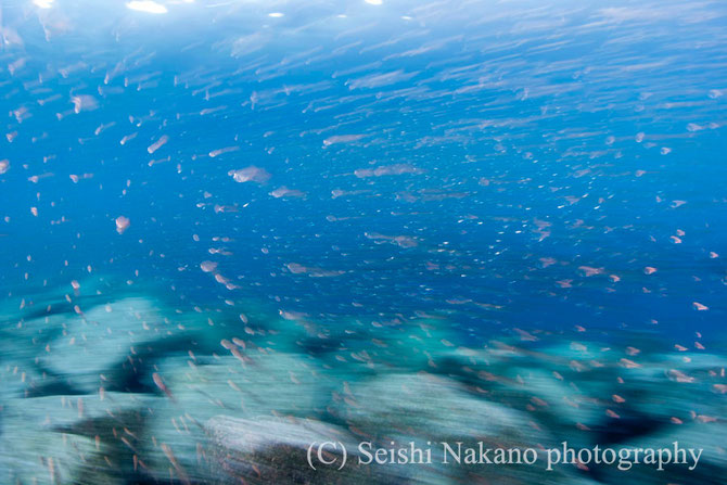 水中写真のスローシャッター表現　クロホシイシモチ魚群２