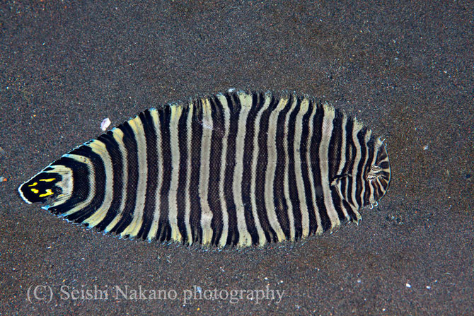 図鑑写真　シマウシノシタ