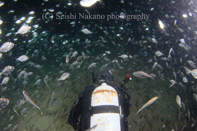 ヒイラギの大群と泳ぐダイバー