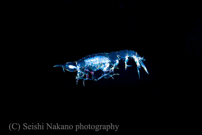 絞ったカリカリ水中マクロ写真　ウミノミ