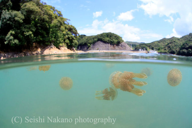 半水面写真　タコクラゲ