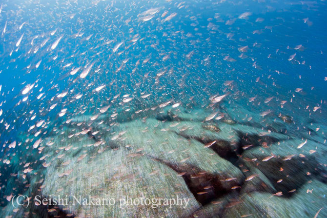 水中写真のスローシャッター表現 クロホシイシモチ魚群