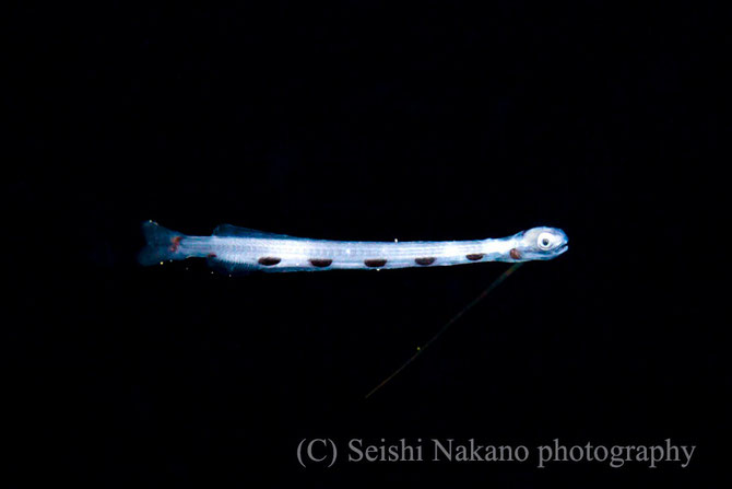 絞ったカリカリ水中マクロ写真　オキエソの稚魚