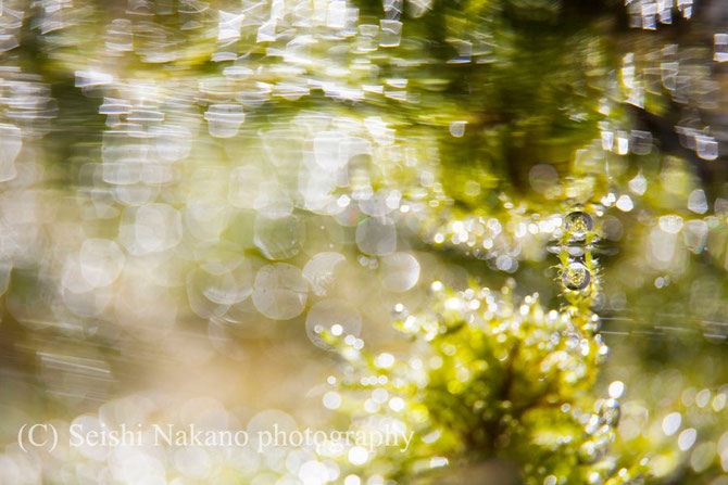 水中写真ガイド　水中写真家リンクページ