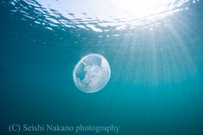 青い海に浮かぶミズクラゲの写真