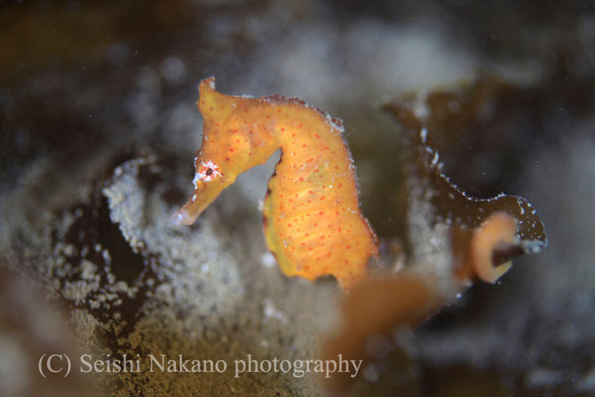 水中写真の基本　ピント合わせタツノオトシゴ