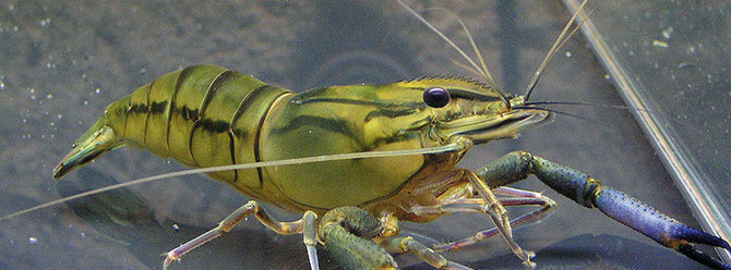 Die Statozysten (Gleichgewichtsorgan) befinden sich bei Krebstieren häufig am Fuß der Fühler. Foto: M. Wolfinger