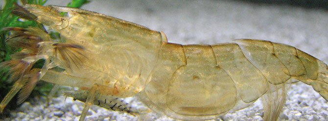 Nur 20-25% des benötigten Clcium für die Häutung werden aus der alten Haut absorbiert. Die restlichen Prozente werden aus dem Wasser aufgenommen.